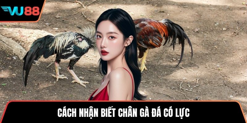 Cách nhận biết chân gà đá có lực