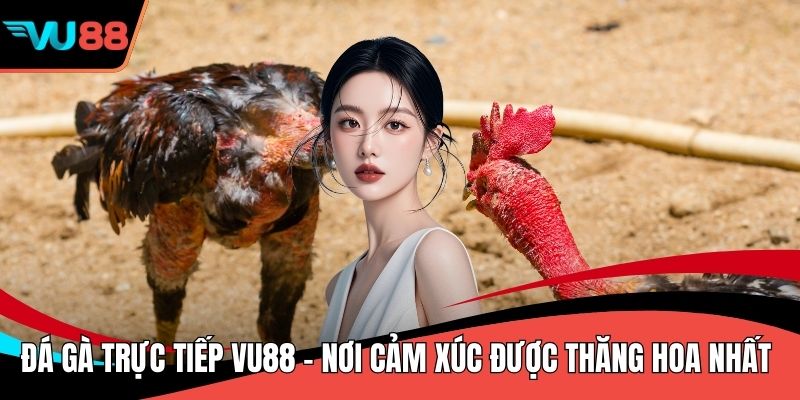 Đá Gà Trực Tiếp VU88 - Nơi Cảm Xúc Được Thăng Hoa Nhất