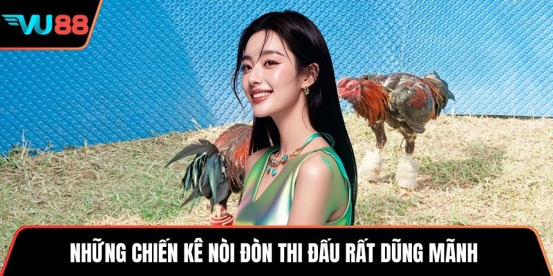 Những chiến kê nòi đòn thi đấu rất dũng mãnh