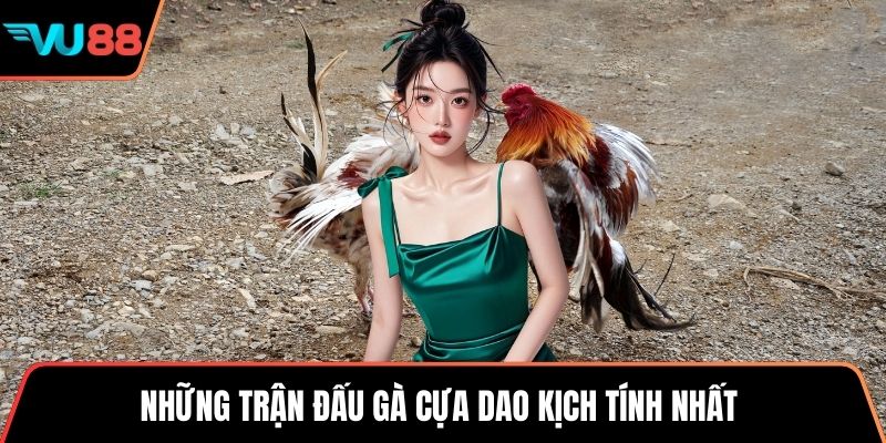 Những trận đấu gà cựa dao kịch tính nhất