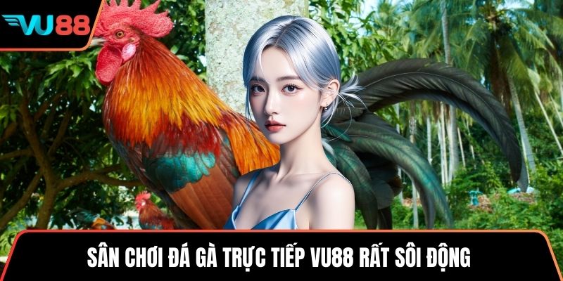 Sân chơi đá gà trực tiếp VU88 rất sôi động 