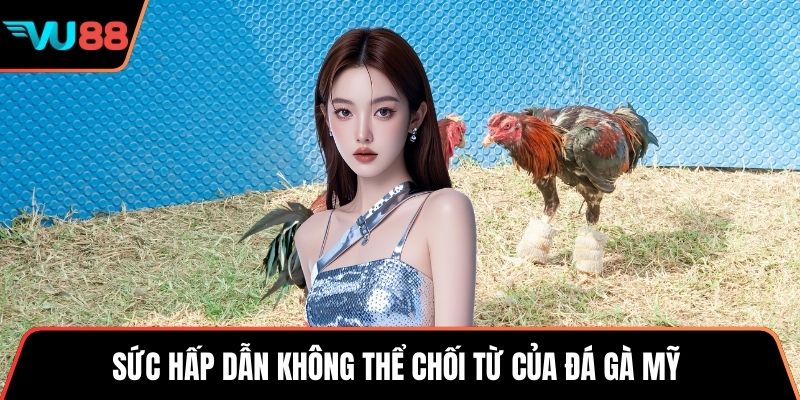 Sức hấp dẫn không thể chối từ của đá gà Mỹ 