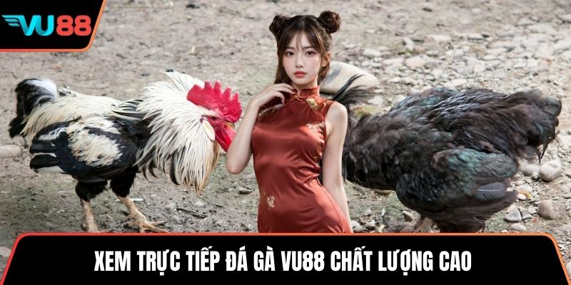 Xem trực tiếp đá gà VU88 chất lượng cao 